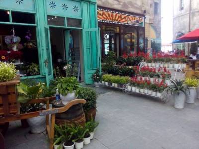 Chậu nhựa trồng cây các loại