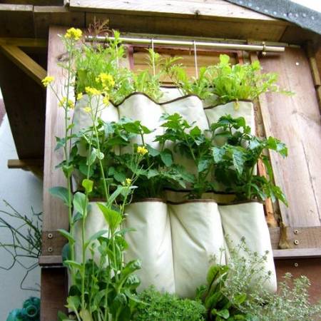 Bí quyết trồng cây túi vải treo tường