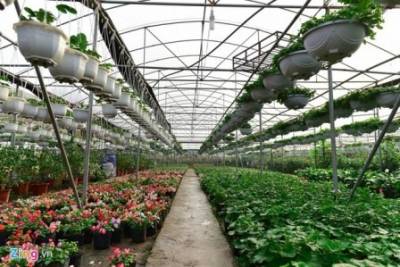 Các loại cây cảnh tại trại hoa Hà Nội Green Space