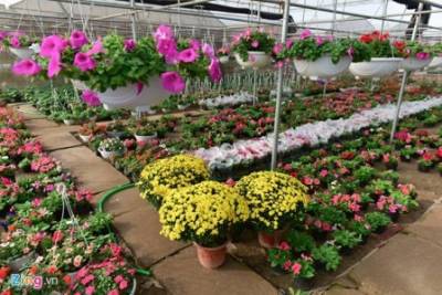 Các sản phẩm ưa thích dịp tết tại Green Space
