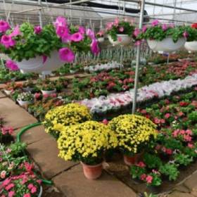 Hoa cây cảnh dịp tết