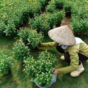 Hoa và cây cảnh tại Green Space